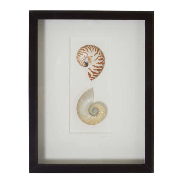 Nautilus Shell Specimen in a Shadow Box at 1stDibs