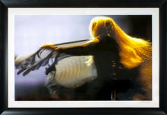Vintage "Stevie Nicks" framed photograph by Neal Preston from Hard Rock Hotel and Casino