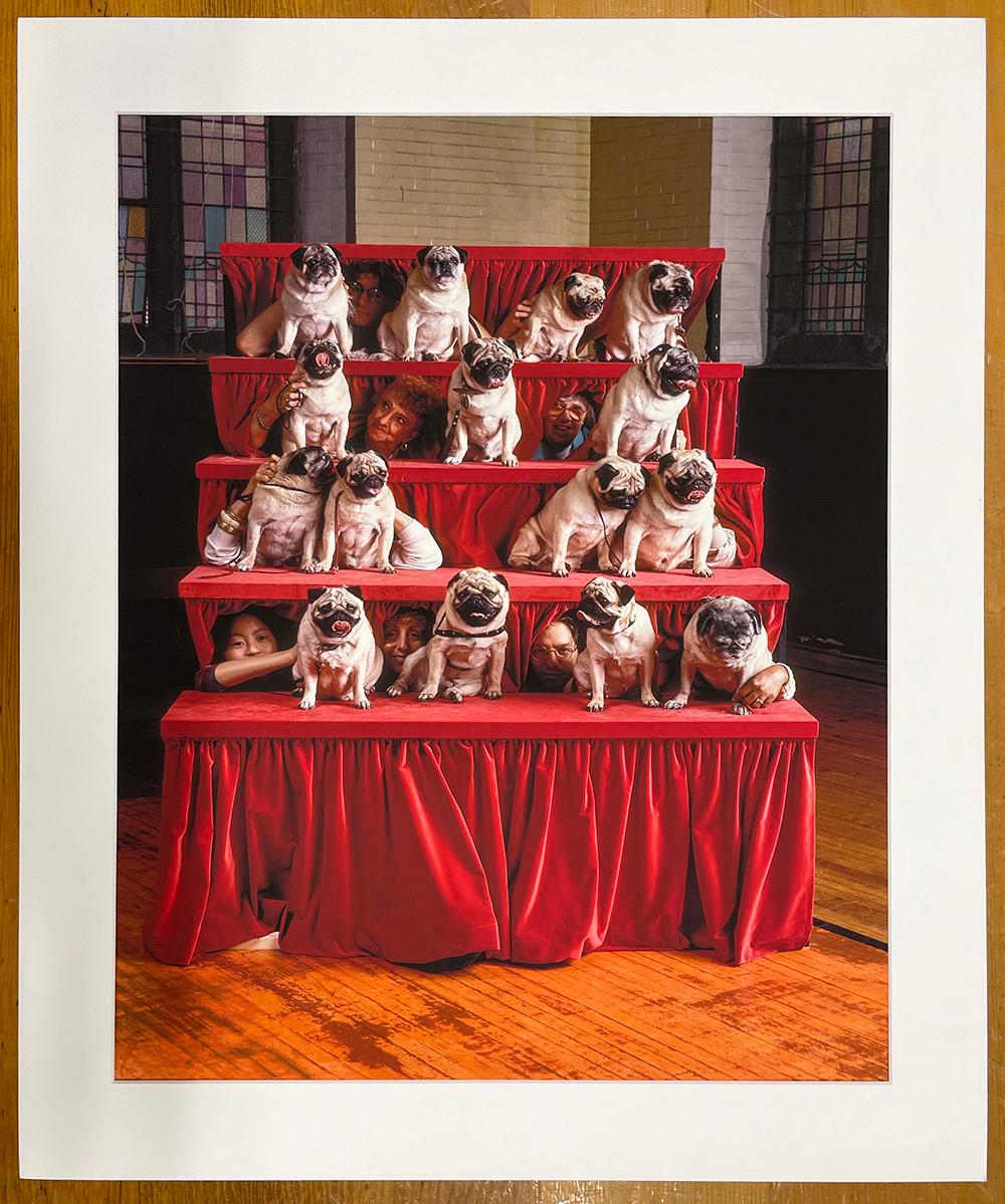 Pugs - Fotografía en Color, Retrato de Grupo, Perros, Exposición Canina - Photograph de Neal Slavin