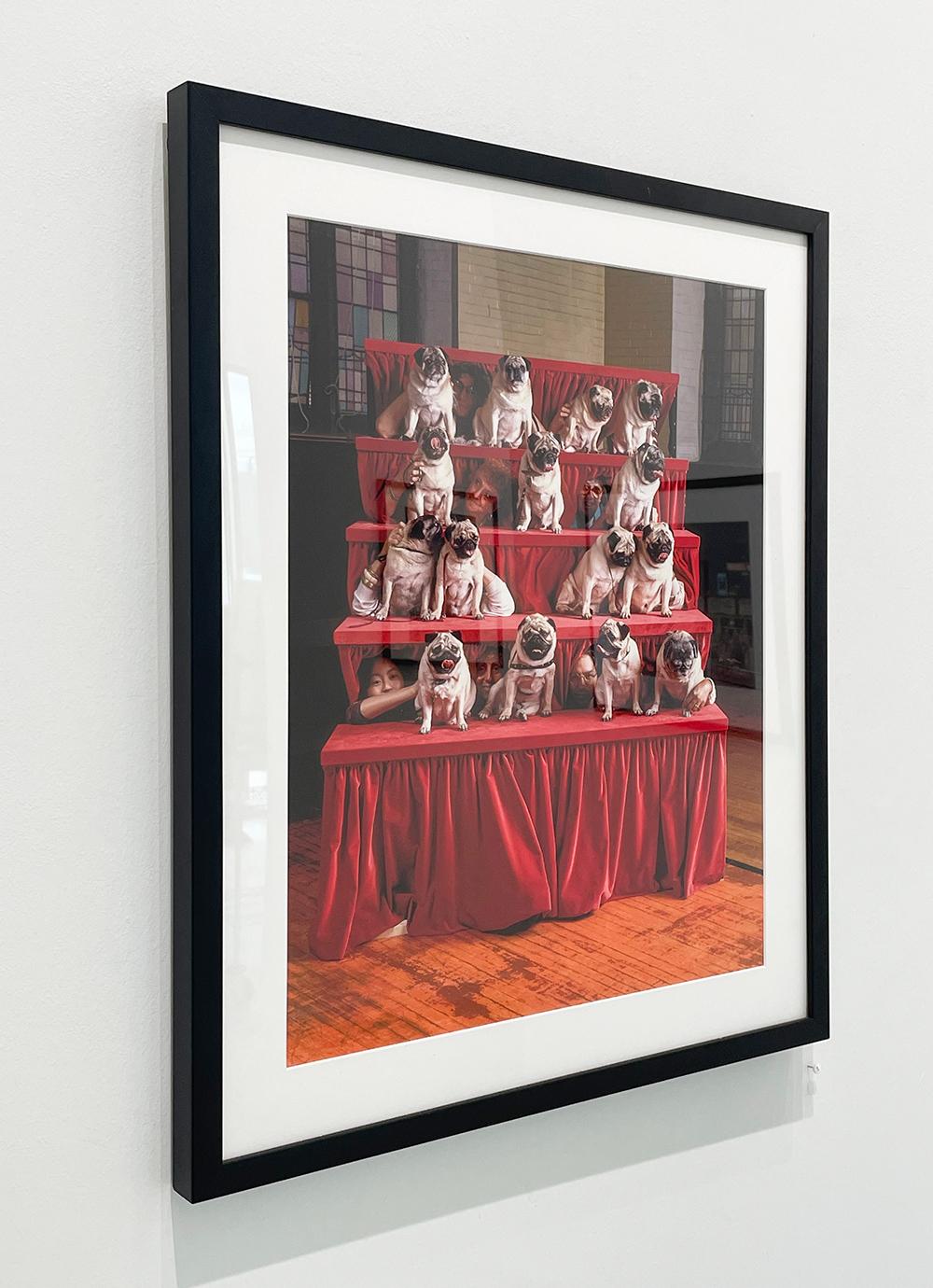 Pugs - Fotografía en Color, Retrato de Grupo, Perros, Exposición Canina en venta 4