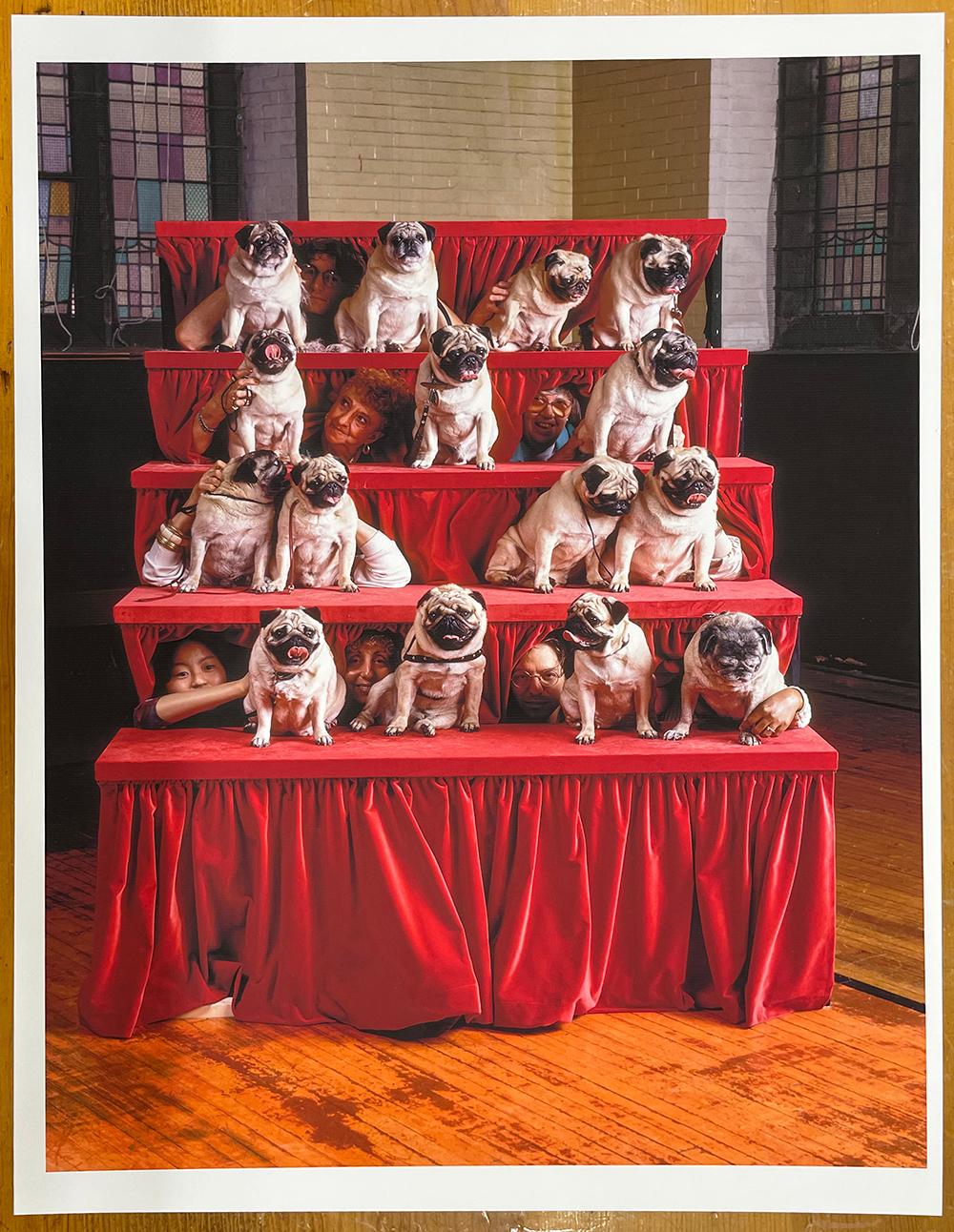 Pugs - Fotografía en Color, Retrato de Grupo, Perros, Exposición Canina - Photograph Contemporáneo de Neal Slavin