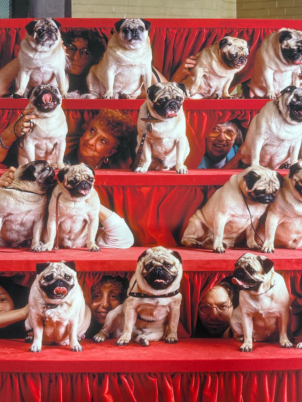 Pugs - Fotografía en Color, Retrato de Grupo, Perros, Exposición Canina - Portrait Photograph Marrón de Neal Slavin