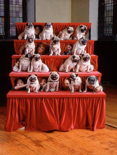 Vintage Pugs - Color Photograph, Group Portrait, Dogs, Dog Show