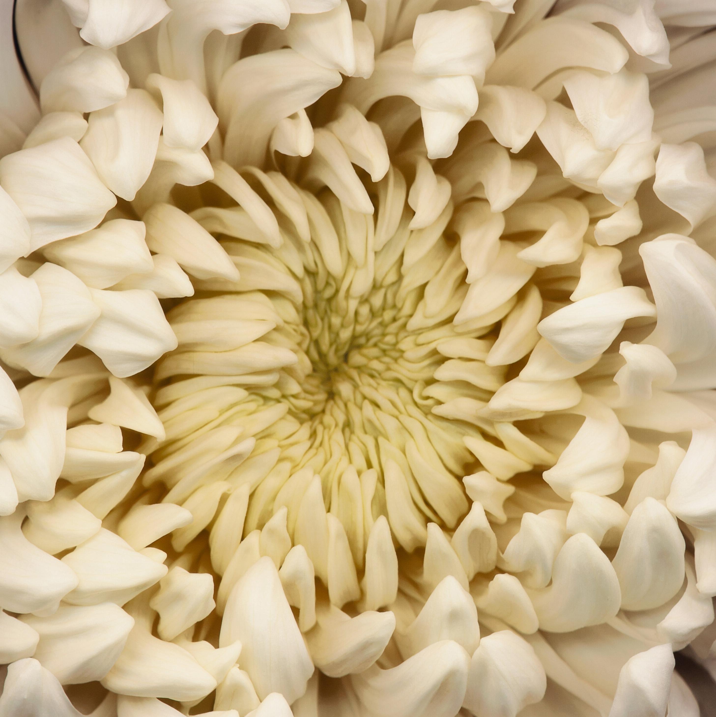 Neil Seth Levine Still-Life Photograph - Chrysanthemum