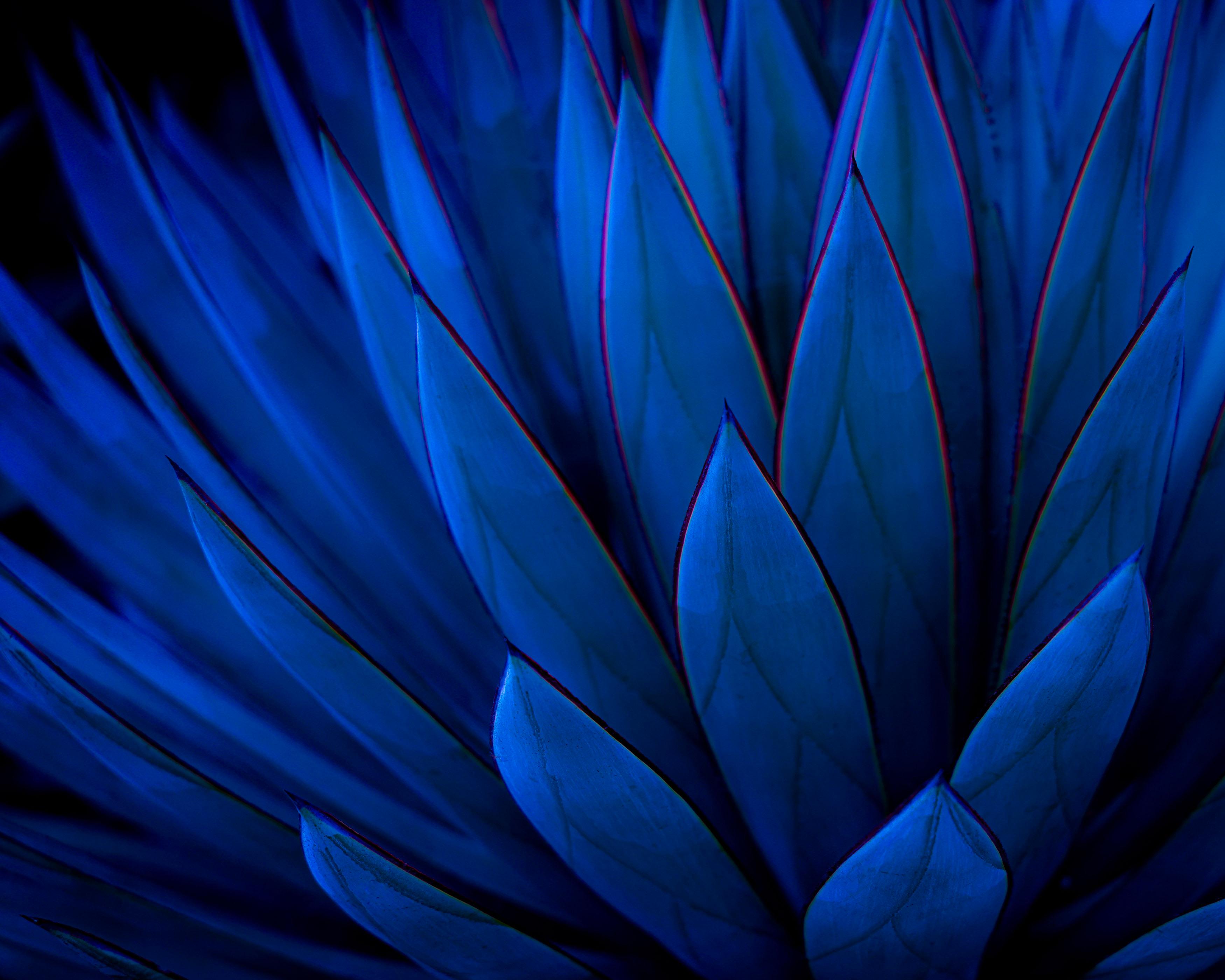 Neil Shapiro Landscape Photograph - Moonlit Agave