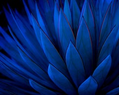 Agave au clair de lune