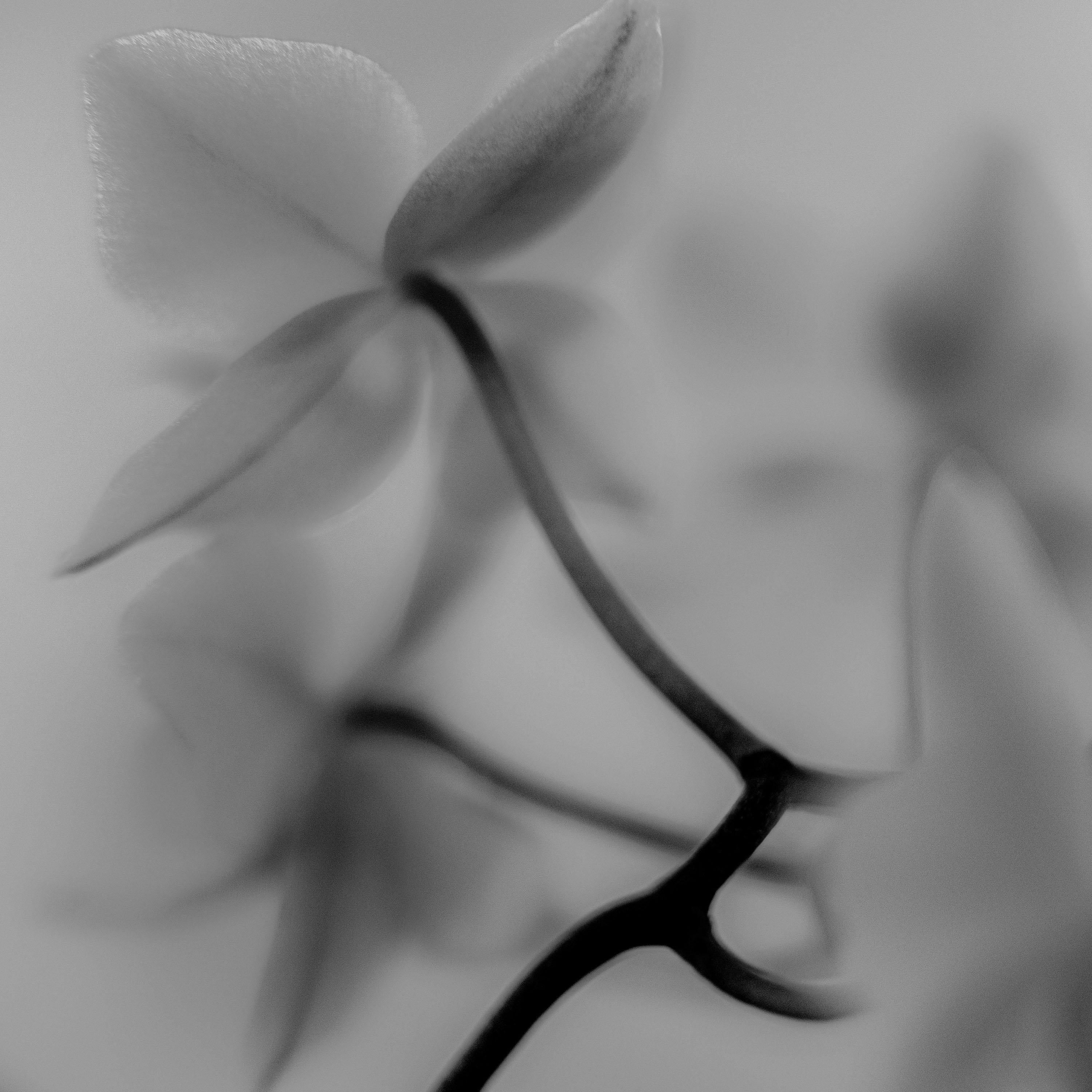 Neil Shapiro Landscape Photograph – Weiße Orchidee