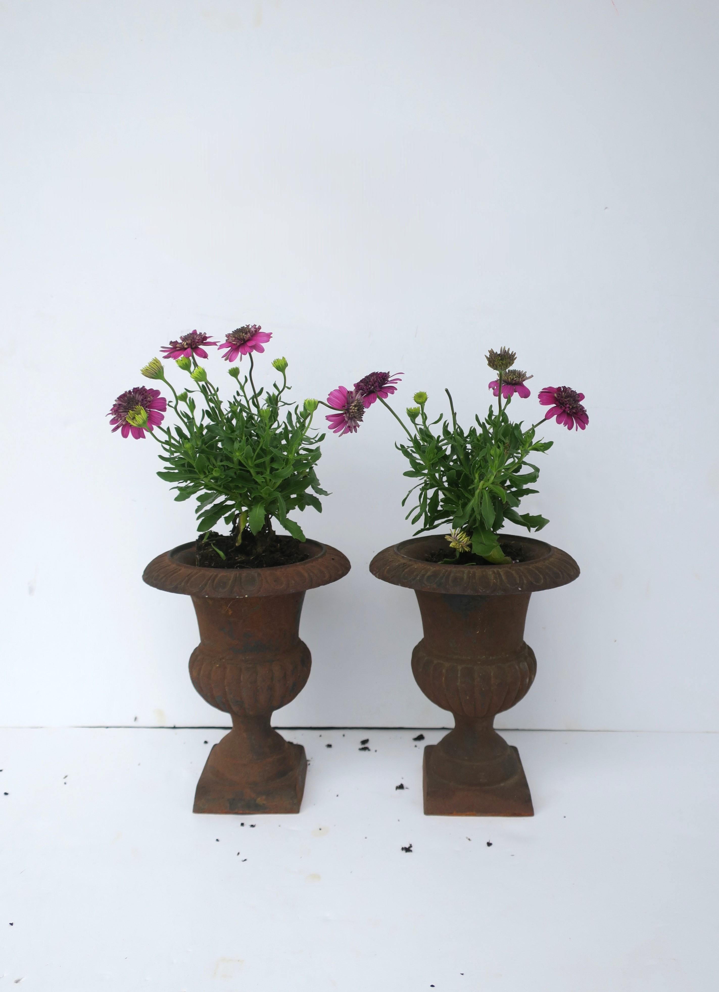Neoclassical Iron Urns Flower or Plant Planters Jardinières, Pair For Sale 1