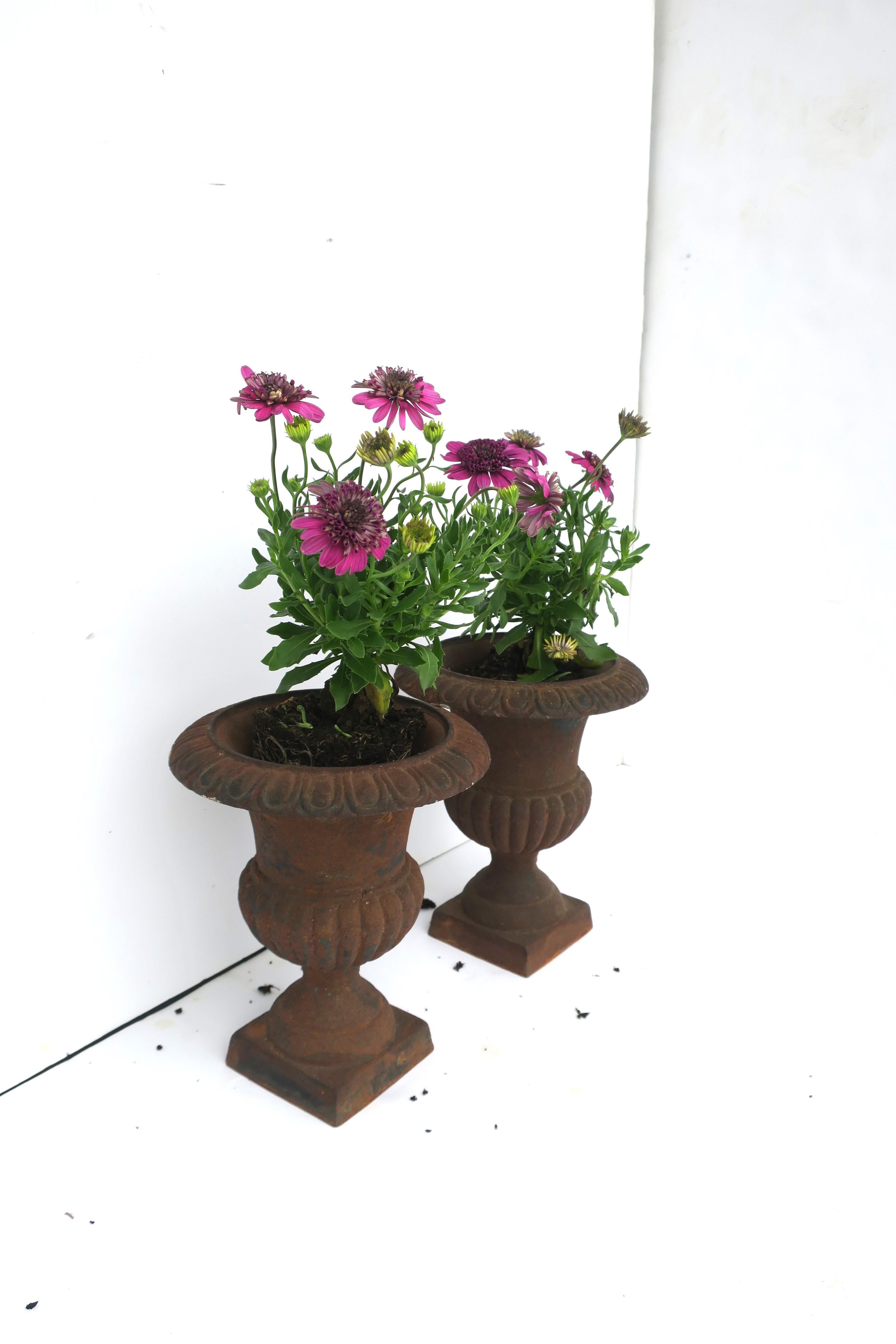 Neoclassical Iron Urns Flower or Plant Planters Jardinières, Pair For Sale 3