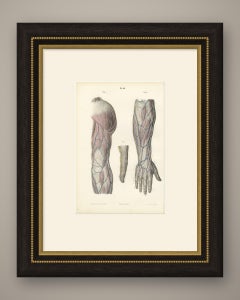 Nerven des Oberarms und der Hand, antiker Anatomiedruck von Hirschfeld, 1866