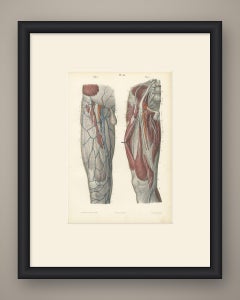 Nerves of the Front of the Thigh, Antique Hirschfeld Anatomy Print, 1866