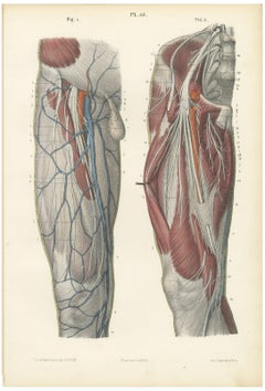 Nerves of the Front of the Thigh, Antique Hirschfeld Anatomy Print, 1866