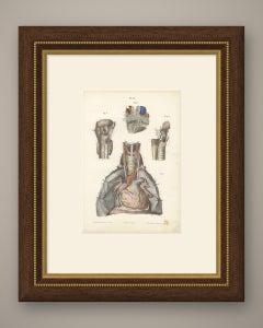 Nerves of the Heart and Larynx, Antique Hirschfeld Anatomy Print, 1866