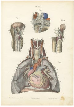 Nerves of the Heart and Larynx, Antique Hirschfeld Anatomy Print, 1866