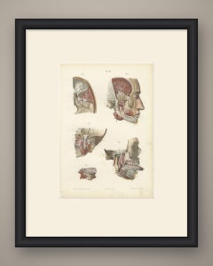 Nerves of the Jaw and Infratemporal Region, Hirschfeld Anatomy Print, 1866