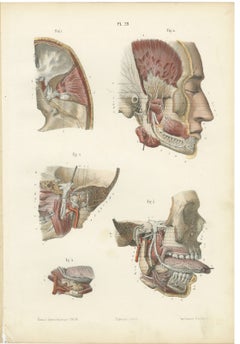 Nerves of the Jaw and Infratemporal Region, Hirschfeld Anatomy Print, 1866