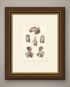 Nerves of the Joints, Antique Hirschfeld Anatomy Print, 1866