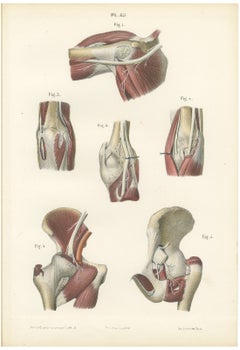 Nerves of the Joints, Antique Hirschfeld Anatomy Print, 1866