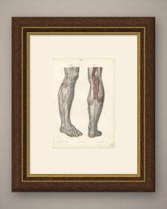 Nerves of the Leg and Foot, Antique Hirschfeld Anatomy Print, 1866