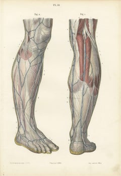 Nerves of the Leg and Foot, Antique Hirschfeld Anatomy Print, 1866
