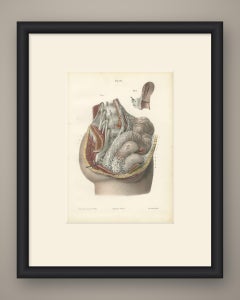 Nerves of the Male Pelvic Viscera, Antique Hirschfeld Anatomy Print, 1866