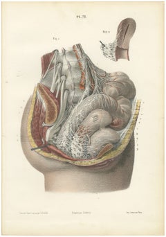 Nerves of the Male Pelvic Viscera, Antique Hirschfeld Anatomy Print, 1866