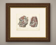 Nerves of the Male Pelvis, Antique Hirschfeld Anatomy Print, 1866