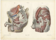 Nerves of the Male Pelvis, Antique Hirschfeld Anatomy Print, 1866