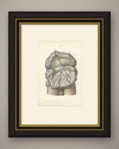 Nerves of the Mesentery and Intestine, Antique Hirschfeld Anatomy Print, 1866