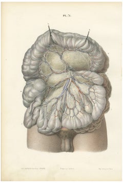 Nerves of the Mesentery and Intestine, Antique Hirschfeld Anatomy Print, 1866
