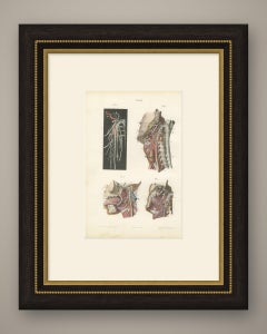 Nerves of the Pharynx and Floor of the Mouth, Hirschfeld Anatomy Print, 1866