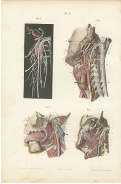 Nerves of the Pharynx and Floor of the Mouth, Hirschfeld Anatomy Print, 1866