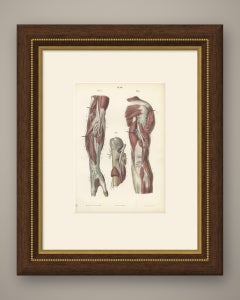 Nerves of the Shoulder and Elbow, Antique Hirschfeld Anatomy Print, 1866