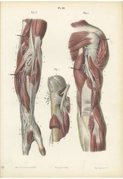 Nerves of the Shoulder and Elbow, Antique Hirschfeld Anatomy Print, 1866