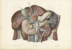 Nerves of the Stomach, Liver and Spleen, Antique Hirschfeld Anatomy Print, 1866