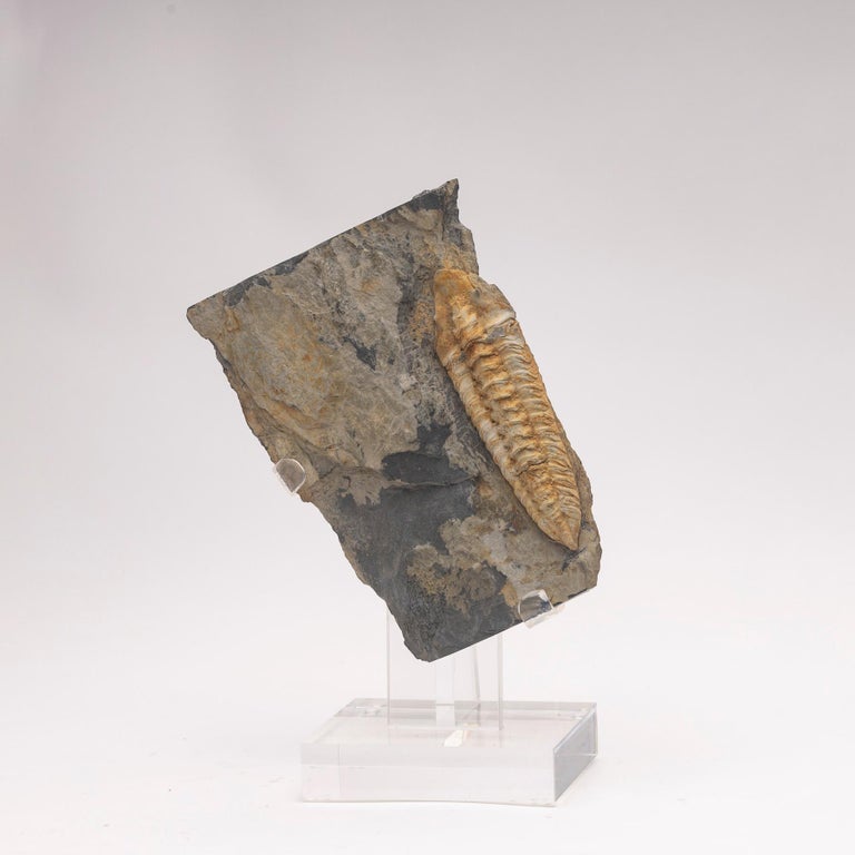 Neseuretus Tristani, Portugal Fossil Trilobite from Ordovician Period at  1stDibs