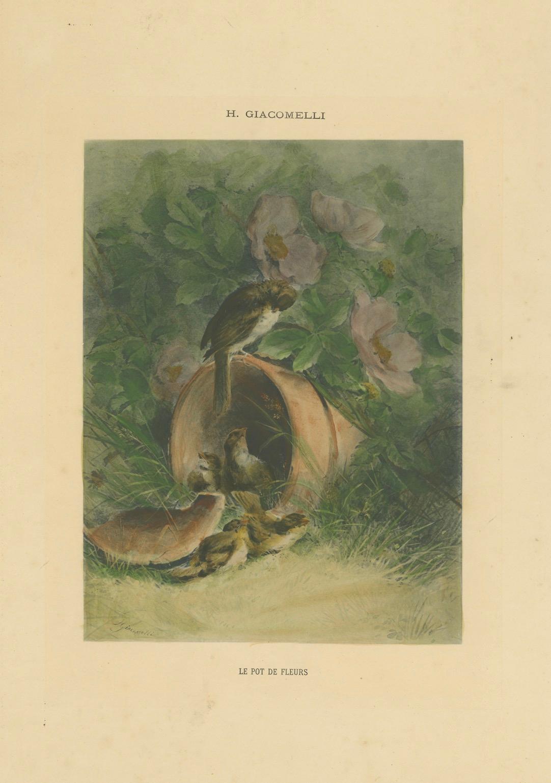 Nestled Spargel in einem zerbrochenen Blumentopf - Seltener Giacomelli Ornithological Print im Angebot 1
