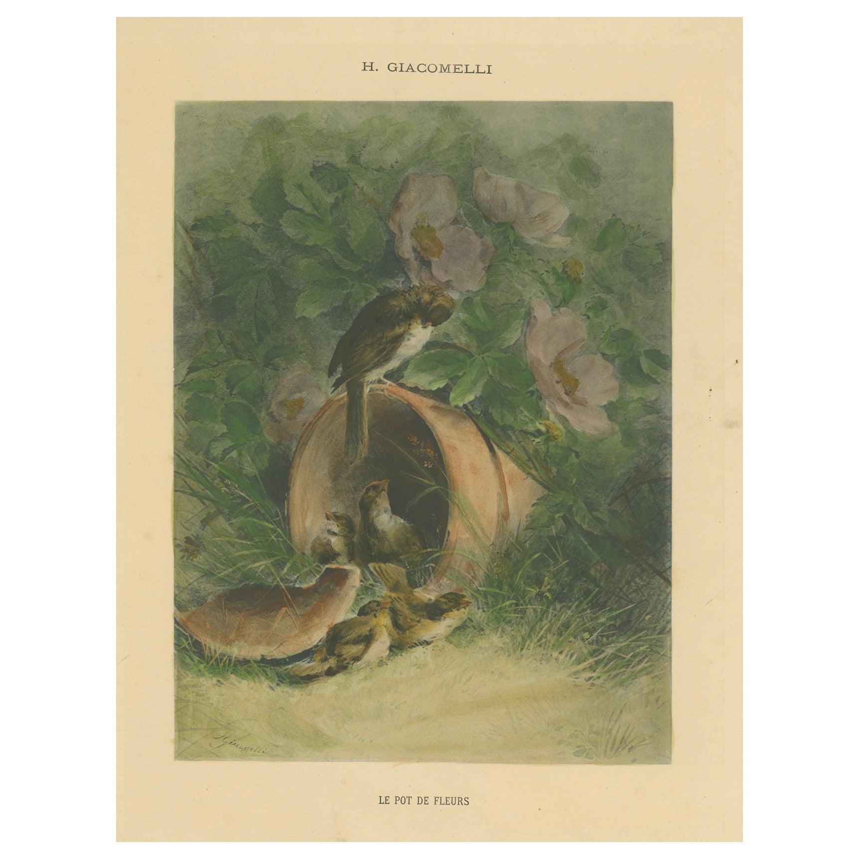 Moineaux nichés dans un pot de fleurs cassé - Rare gravure ornithologique de Giacomelli