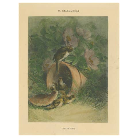 Nestled Sparrows in a Broken Flower Pot - Rare Giacomelli Ornithological Print