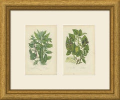 Nettle, Hop and Elm, Set of 2 Antique Botanical Plates, circa 1873