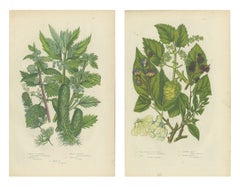 Nettle, Hop and Elm, Set of 2 Antique Botanical Plates, circa 1873