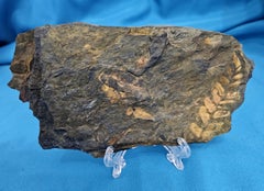 Neuralethopteris orPolymorphopteris Tree Fern Fossil, Paleozoic Era, 300+ m yrs