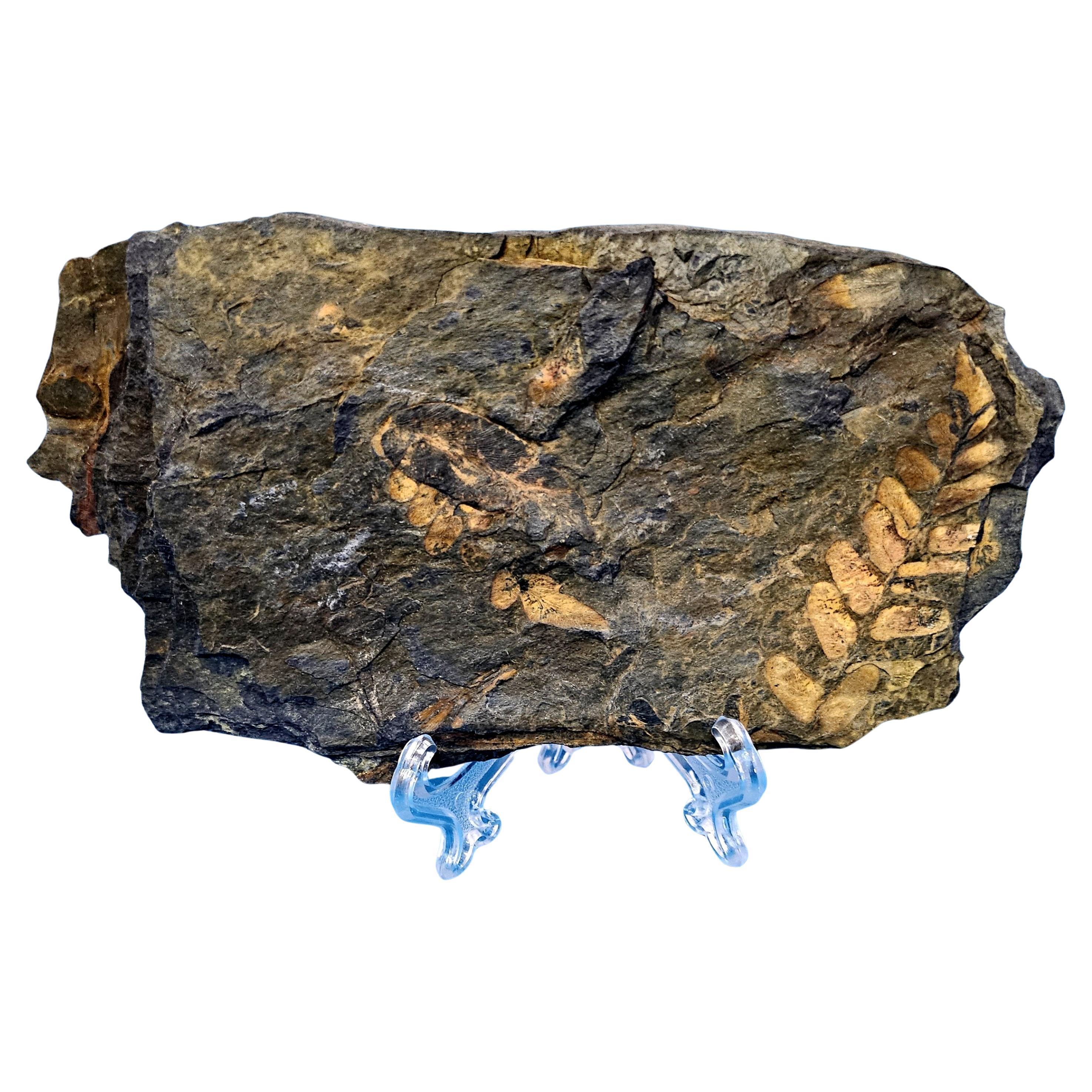 Neuralethopteris orPolymorphopteris Tree Fern Fossil, Paleozoic Era, 300+ m yrs