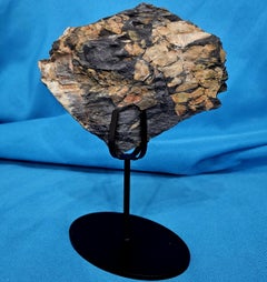 Neuralethopteris / Polymorphopteris Tree Fern Fossil, Paleozoic Era, 300+ m yrs