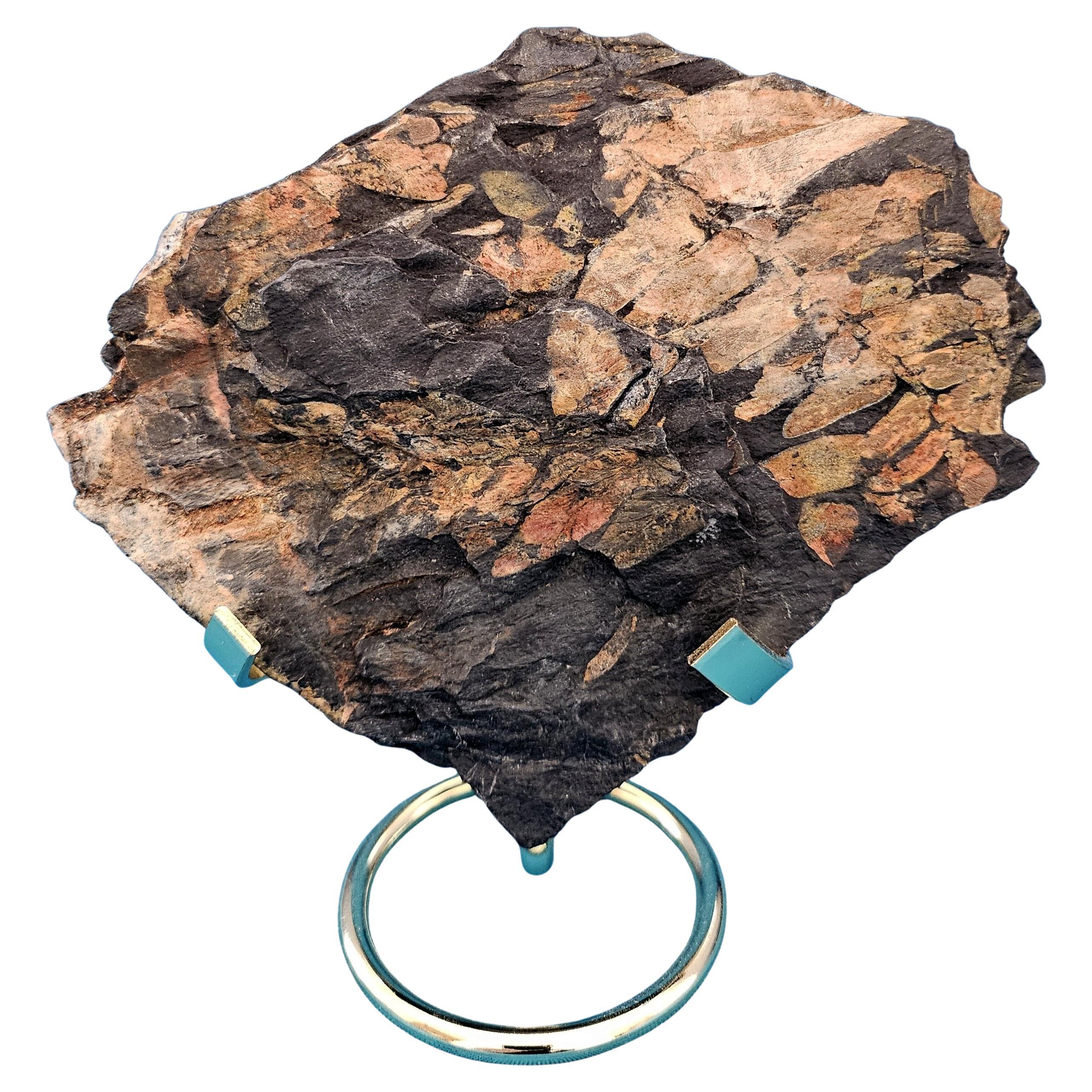 Neuralethopteris/Polymorphopteris Tree Fern Fossil, Paleozoic Era, 300+ m yrs For Sale