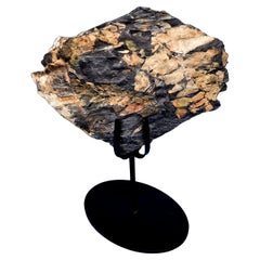 Fossile de fougère arborescente Neuralethopteris/Polymorphopteris, ère paléozoïque, 300+ m yrs