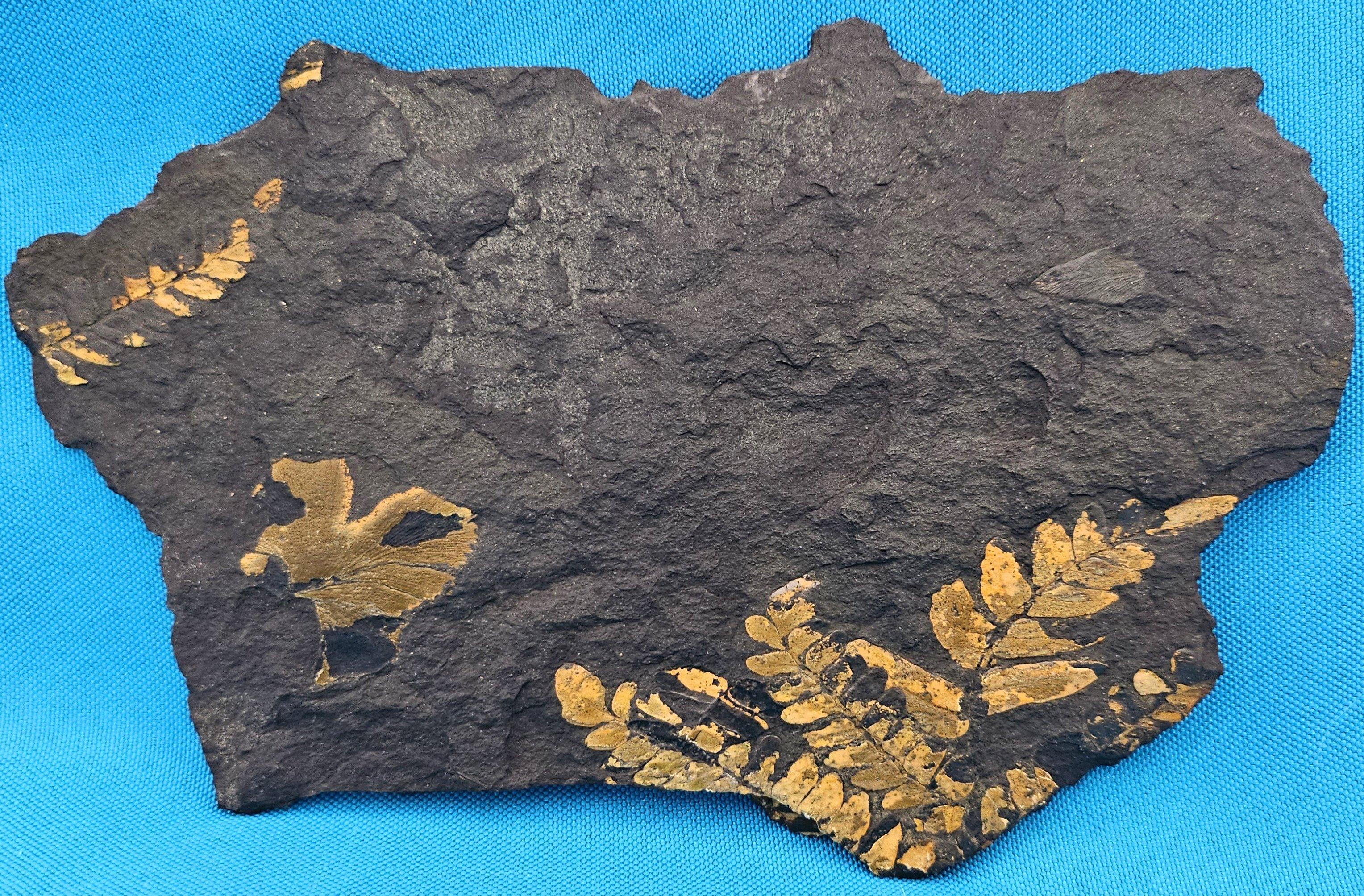 Neuropteris Ovata Art, Natürliches Baumfarn Fossil Exemplar ca. 305 Millionen Jahre im Angebot 2