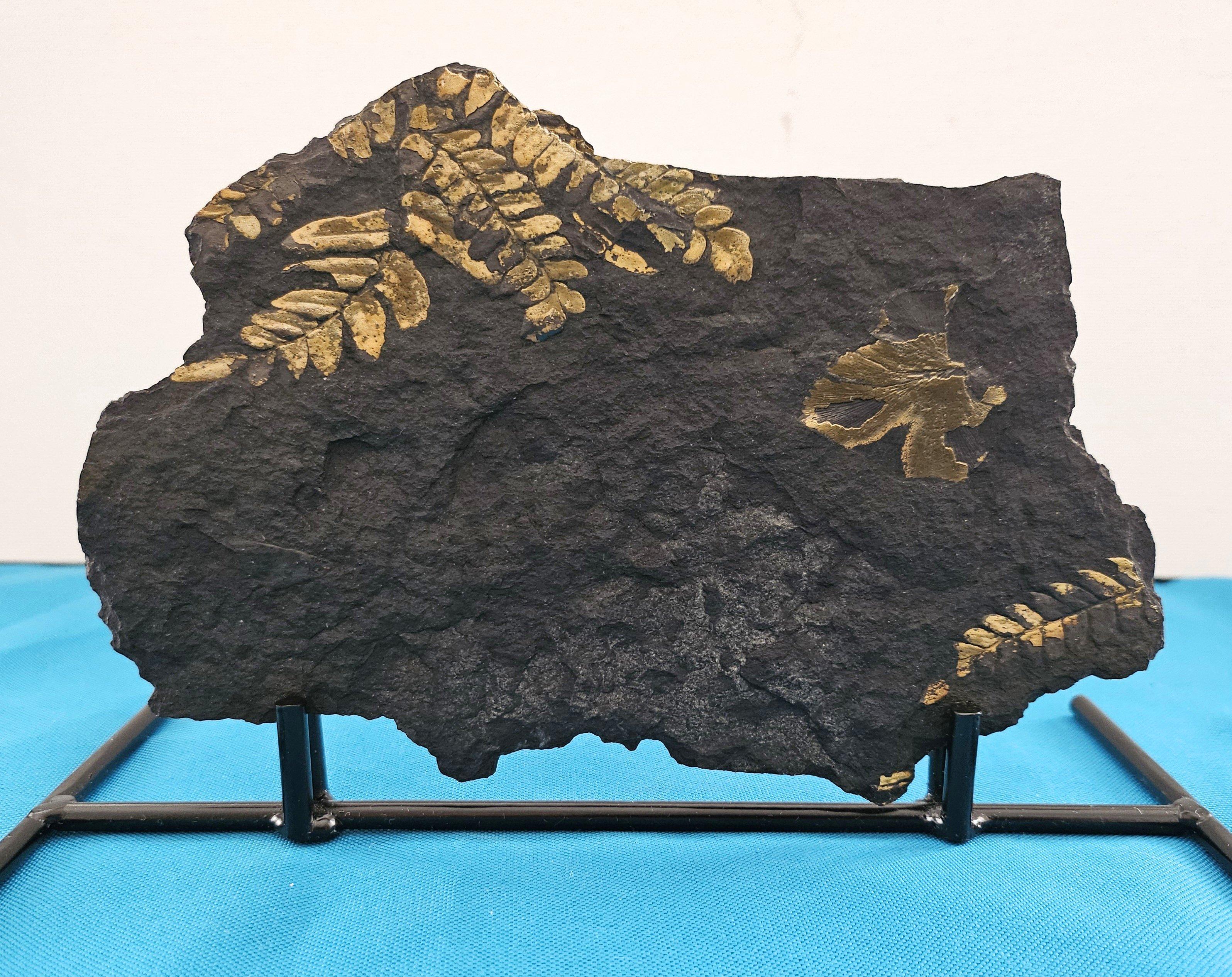 Neuropteris Ovata Art, Natürliches Baumfarn Fossil Exemplar ca. 305 Millionen Jahre im Angebot 7