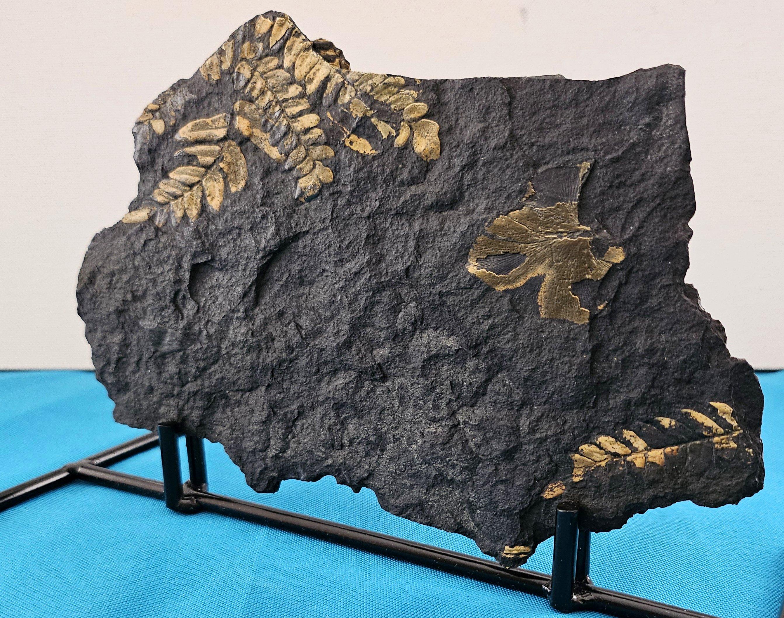Neuropteris Ovata Art, Natürliches Baumfarn Fossil Exemplar ca. 305 Millionen Jahre (amerikanisch) im Angebot