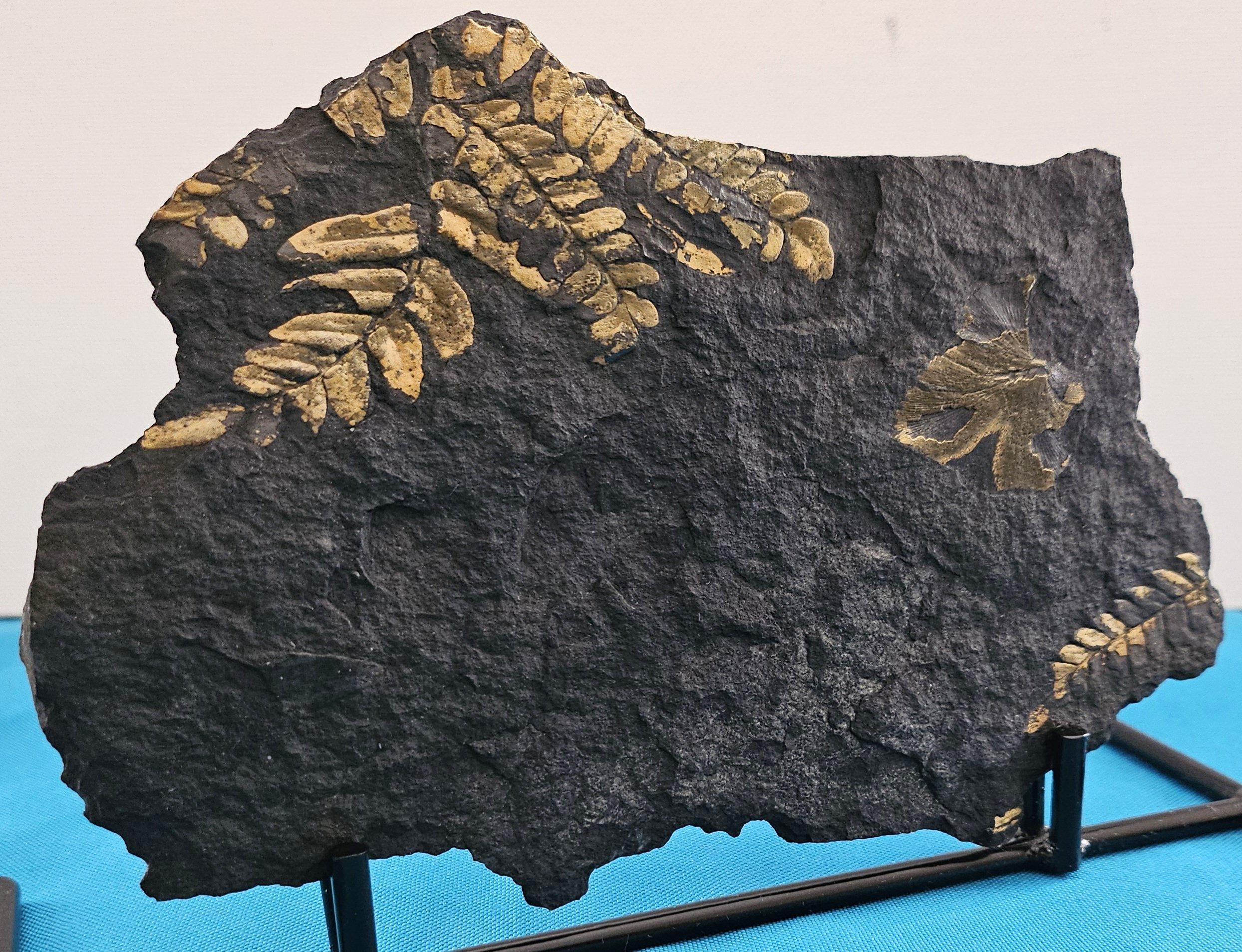 Neuropteris Ovata Art, Natürliches Baumfarn Fossil Exemplar ca. 305 Millionen Jahre (Organische Moderne) im Angebot
